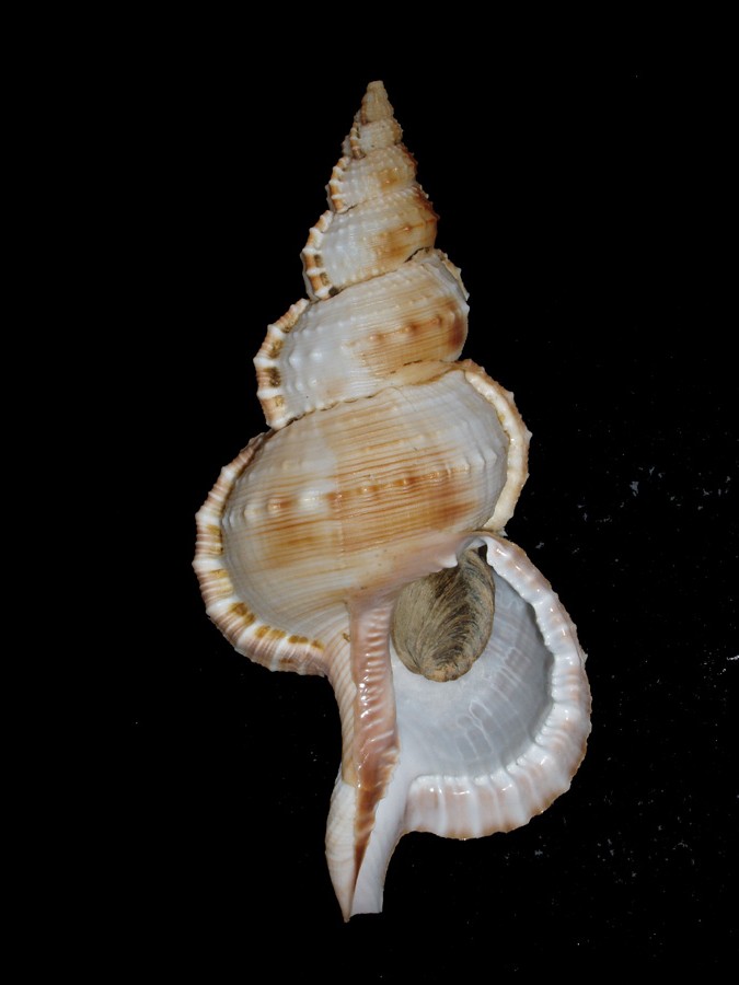 Ranella olearia